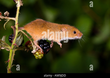 Harvest mouse (Micromys minutus) on bramble using prehensile tail to hang on potton bedfordshire Stock Photo