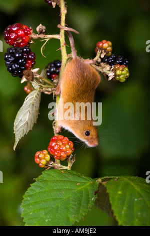 Harvest mouse Micromys minutus using prehensile tail to hang on to Bramble potton bedfordshire Stock Photo