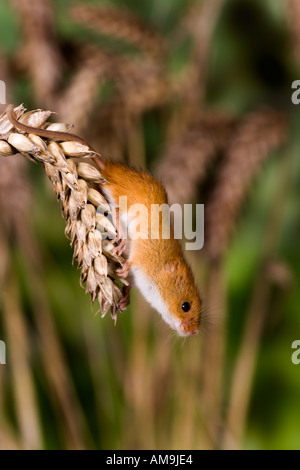 Harvest mouse Micromys minutus Using prehensile tail to hang on wheat ear potton bedfordshire Stock Photo