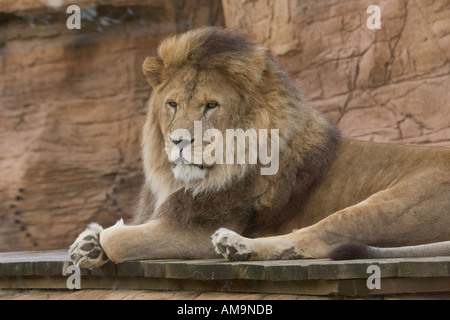 male lion at Colchester Zoo Stanway Essex GB UK Stock Photo