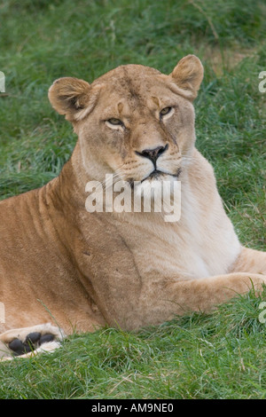 Female lion at Colchester Zoo Stanway Essex GB UK Stock Photo