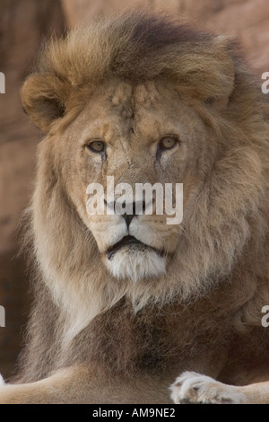 Male lion at Colchester Zoo Stanway Essex GB UK Stock Photo