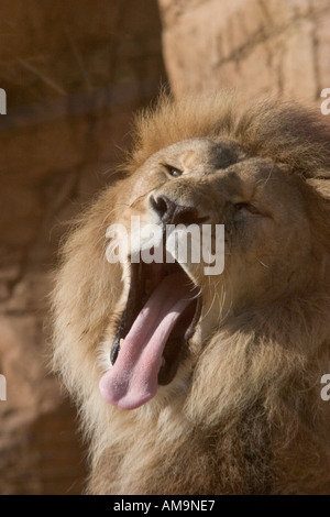 Male lion yawning at Colchester Zoo Stanway Essex GB UK Stock Photo
