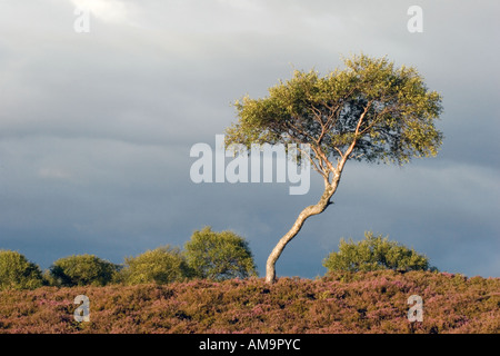 Morrone Birkwood (Birchwood) Nature Reserve Braemar, Cairngorm Morrone Birkwood  Scottish heather moors and Silver Birch trees Mar Estate, Braemar Abe Stock Photo