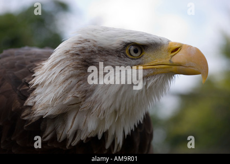 American Bald Eagle Stock Photo
