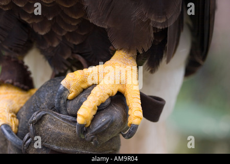 Close up of the feet and talons of a bald eagle (Haliaetus ...