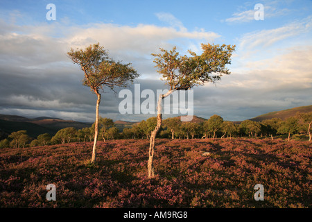 Morrone Birkwood  Scottish heather moors and stunted Silver Birch trees  on Mar Estate, Braemar Aberdeenshire Scotland, UK Cairngorms National Park. Stock Photo