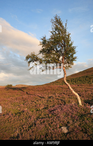 Morrone Birkwood  Scottish heather moors and Silver Birch trees Mar Estate, Braemar Aberdeenshire Scotland, Cairngorms National Park, UK Stock Photo