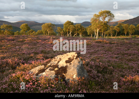 Morrone Birkwood  Scottish heather moors and Silver Birch trees Mar Estate, Braemar Aberdeenshire Scotland, Cairngorms National Park, UK Stock Photo