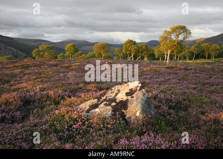 Morrone Birkwood  Scottish heather moors and Silver Birch trees Mar Estate, Braemar Aberdeenshire Scotland, UK Cairngorms National Park, UK Stock Photo