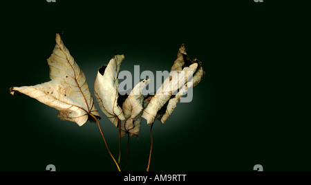 Curled autumn leaves against black background Stock Photo