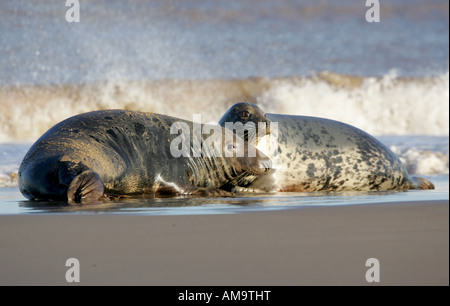A pair of North Atlantic Grey Seal Stock Photo
