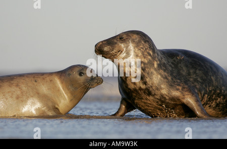 A pair of North Atlantic Grey Seals Stock Photo