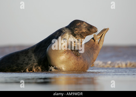 A pair of Grey Seals showing affection Stock Photo