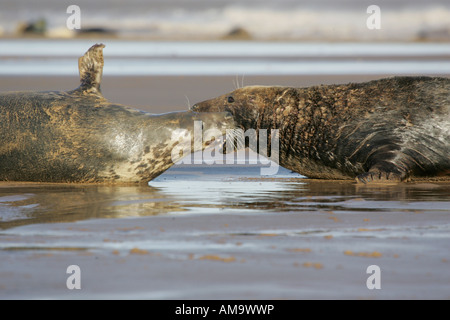 North Atlantic Grey Seals Stock Photo