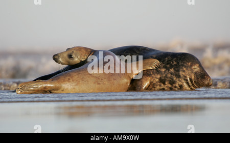 A Pair of Grey Seals showing affection Stock Photo