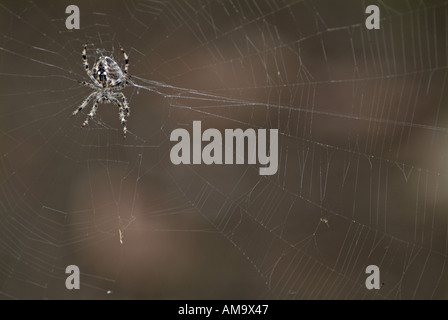 Spider Spinning a Web Stock Photo