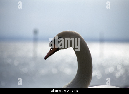 Close up of a swans neck and head at Lake Constanze in Southern Germany Stock Photo