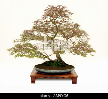 Japanese maple acer palmatum Deshojo informal upright style bonsai bonzai Chinese china Japan Japanese east eastern oriental ori Stock Photo