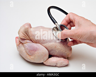 Using a stethoscope to listen to a plucked chicken Stock Photo
