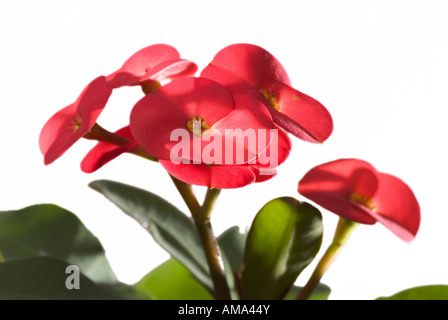 Crown of Thorns Euphorbia milii Stock Photo