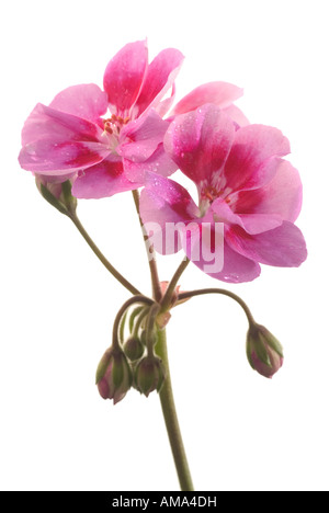 Geranium Pelargonium x hortorum flowers Stock Photo