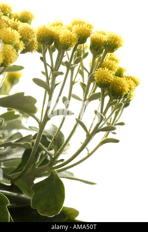 Silver and Gold Chrysanthemum Chrysantheme ajania pacifica Stock Photo