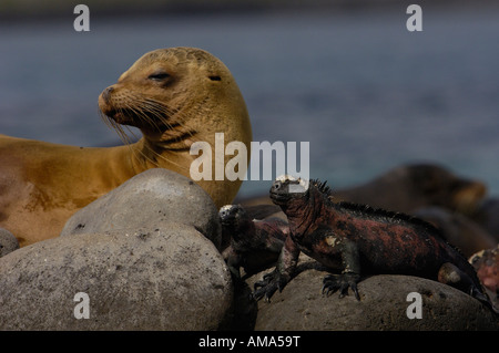 Galapagos sealion  and Marine iguana . Punta Suarez, Espanola  Island, Galapagos Islands. ECUADOR.  South America. Stock Photo