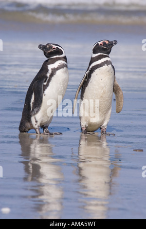 A pair of magellanic penguins rest together on the beach after returning from feeding in the ocean Stock Photo