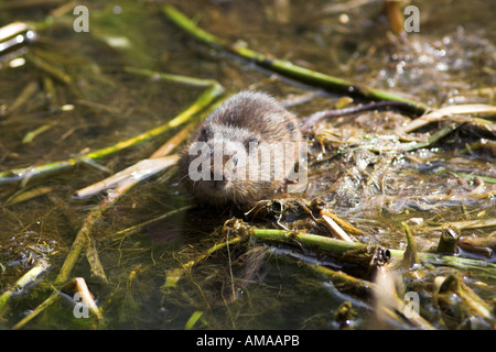 European Water Vole at a riverbank in the UK Stock Photo