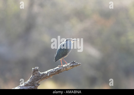 Striated of Green-Backed Heron (butorides striatus) perched on a branch, South Africa Stock Photo