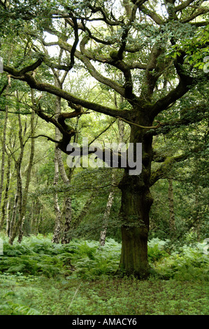 Old Oak Cannock Chase Stock Photo