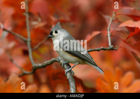 Tufted Titmouse in Fall Oak Tree Stock Photo