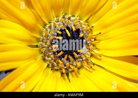 Close-up of centre of Tufted Arctotis flower, member of the Family Asteraceae- Arctotis acaulis Stock Photo