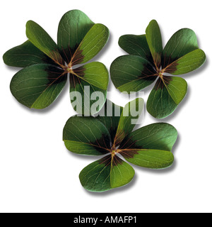 Four-leafed clover, close-up Stock Photo