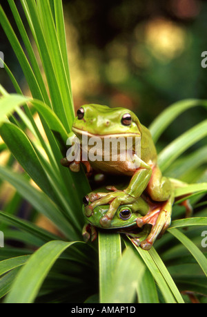 two australian green treefrogs on foliage Stock Photo