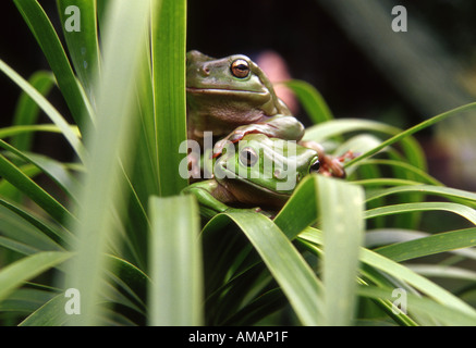 two australian green treefrogs on foliage Stock Photo