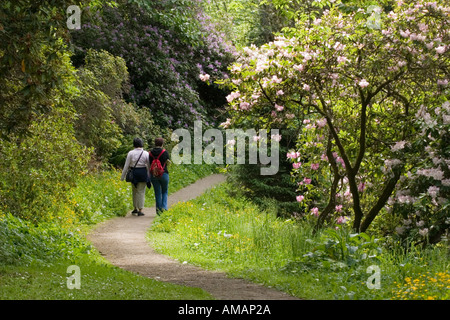 Two young women walking on a path between flowering rhododendrons in Washington Park Arboretum Seattle WA USA Stock Photo
