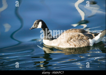Canada goose Snug Cove Bowen Island British Columbia Canada Stock Photo