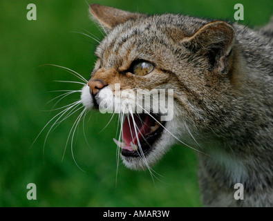 Scottish Wildcay snarling and being aggressive Stock Photo