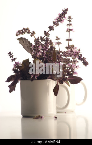 cristina cassinelli, two white mugs with flowering red basil, flavour, scented herb, italian cooking, organic herb Stock Photo
