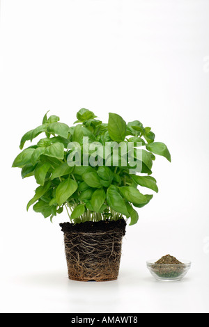 Potted basil with bowl, close-up Stock Photo