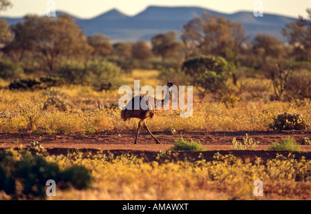Emu, Australia Stock Photo