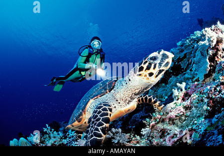 Scuba diver and Hawksbill sea turtle Eretmochelys imbricata Malaysia Layang Layang South China Sea Stock Photo