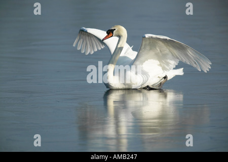 Mute swan Cygnus olor just landed on ive with wings out stretched and reflection welney norfolk Stock Photo