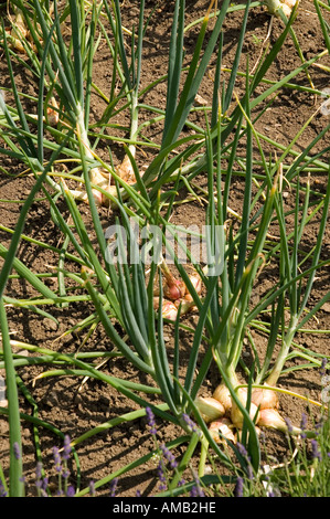 Close up of Shallots Shallot onions plant plants veg vegetables growing in kitchen garden in summer England UK United Kingdom GB Great Britain Stock Photo