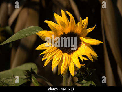 Close up of yellow dwarf sunflowers sunflower flowers flower growing in summer border helianthus England UK United Kingdom GB Great Britain Stock Photo