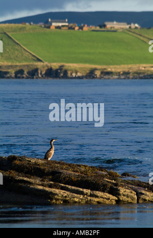 dh  HOY SOUND ORKNEY Young Coromorant or Shag fishing from shore rocks Stock Photo