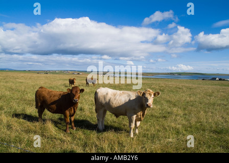 dh Cow ANIMALS FARMING Young beef cattle in field Mill Sand Tankerness Orkney Stock Photo