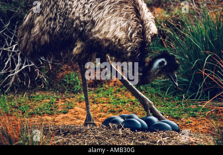 Male emu with eggs at nest, Australia Stock Photo